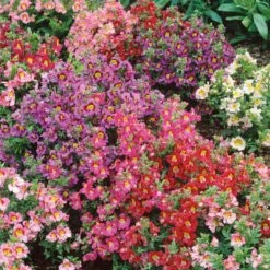Butterfly Flower Seeds - Angel Wings Mix