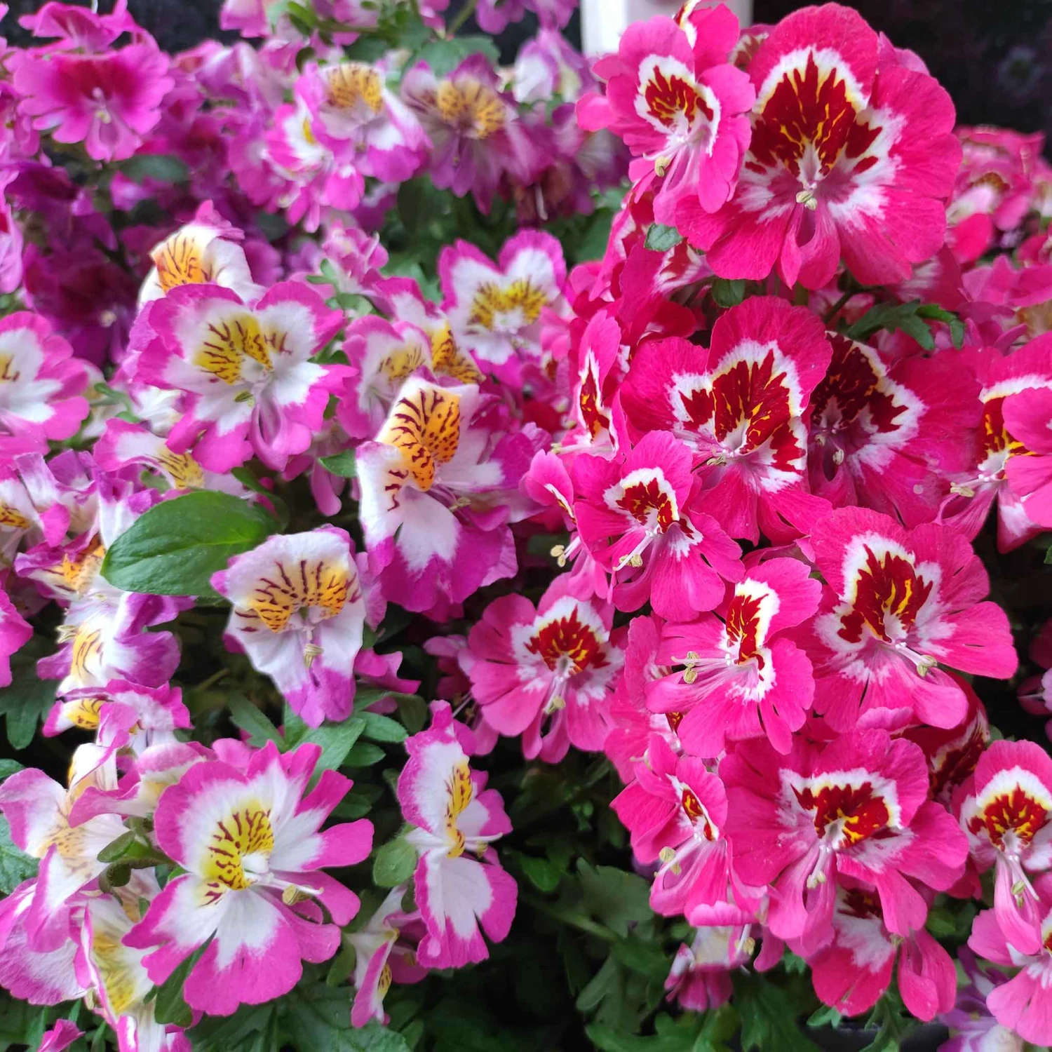 Butterfly Flower Seeds - Angel Wings Mix 3 Butterfly Flower Seeds - Angel Wings Mix - Image 3