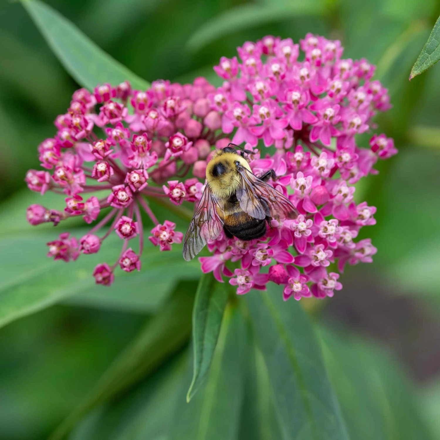 Cinderella Butterfly Milkweed Roots - Pink & Purple Pollinator Plants 1 Cinderella Butterfly Milkweed Roots - Pink & Purple Pollinator Plants