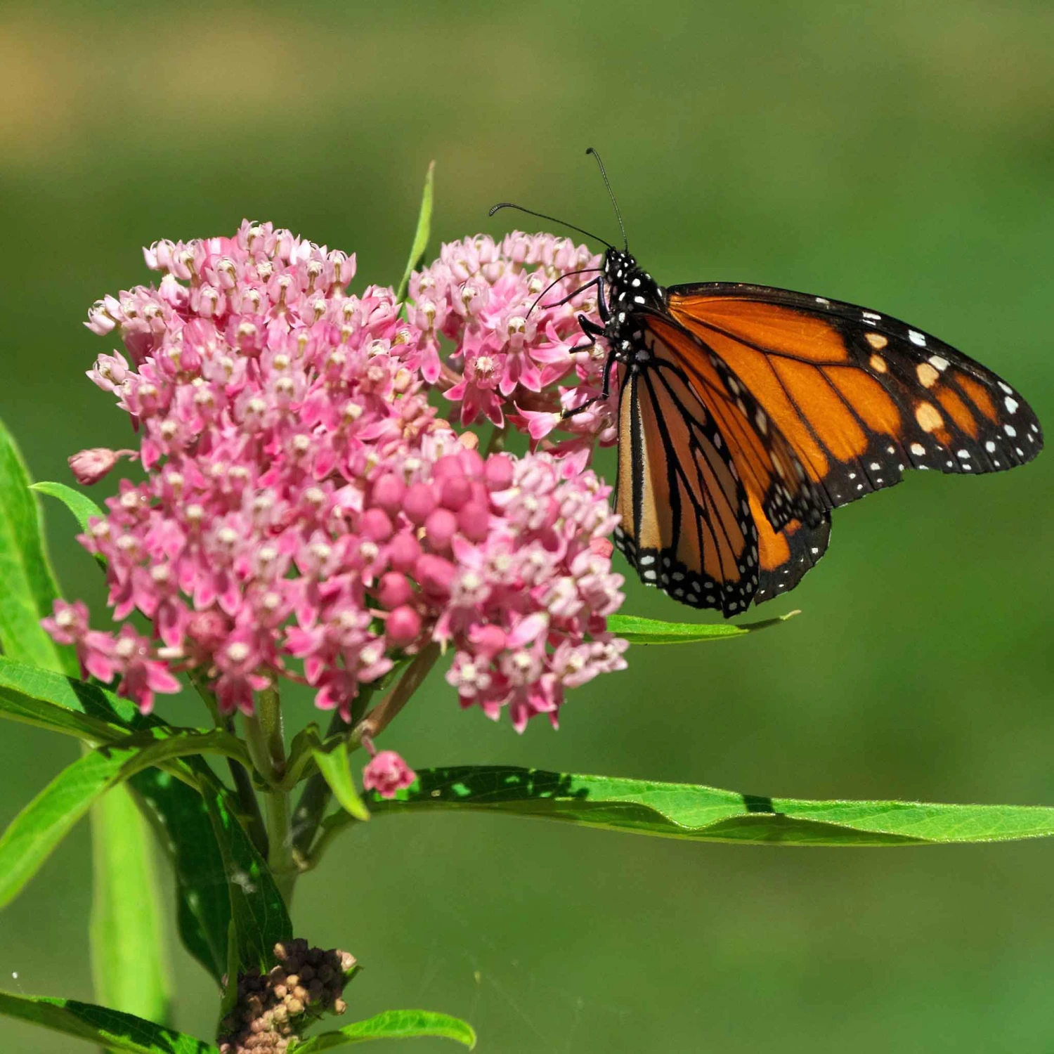 Cinderella Butterfly Milkweed Roots - Pink & Purple Pollinator Plants 2 Cinderella Butterfly Milkweed Roots - Pink & Purple Pollinator Plants - Image 2