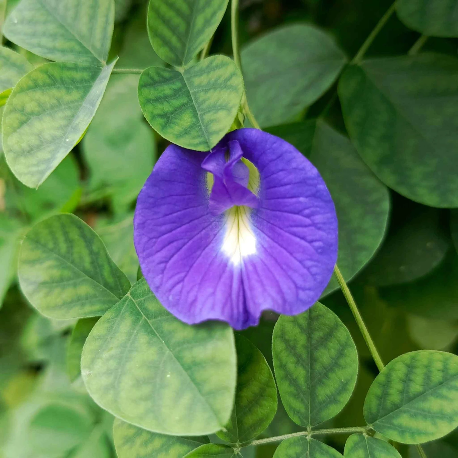 Blue Butterfly Pea Seeds - Premium Climbing Flower for Herbal Tea and Garden Trellises 2 Blue Butterfly Pea Seeds - Premium Climbing Flower for Herbal Tea and Garden Trellises - Image 2