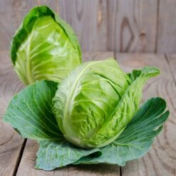Charleston Wakefield Cabbage Seeds - High-Yield Heirloom Vegetable -Eden Brothers Shop cabbage charleston wakefield shk 3