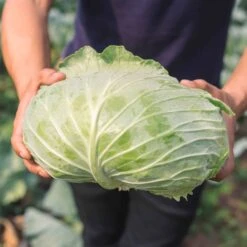 Late Flat Dutch Cabbage Seeds for High-Yield Home Gardening