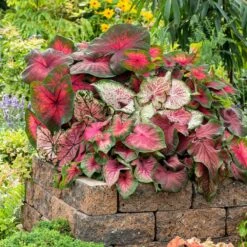 Premium Fancy Leaf Caladium Bulbs Mix - Vibrant Shade Foliage