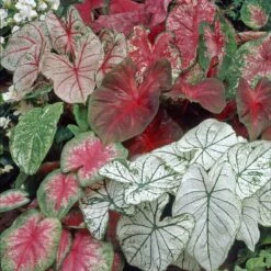Vibrant Jumbo Caladium Bulbs Mix – Fancy Leaf Shade Garden Plants