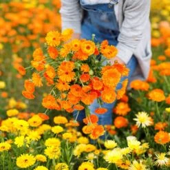 Calendula Seeds - Balls Improved Orange