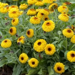 Calendula Seeds - Bull's Eye