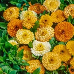 Calendula Seeds (Dwarf) - Fiesta Gitana