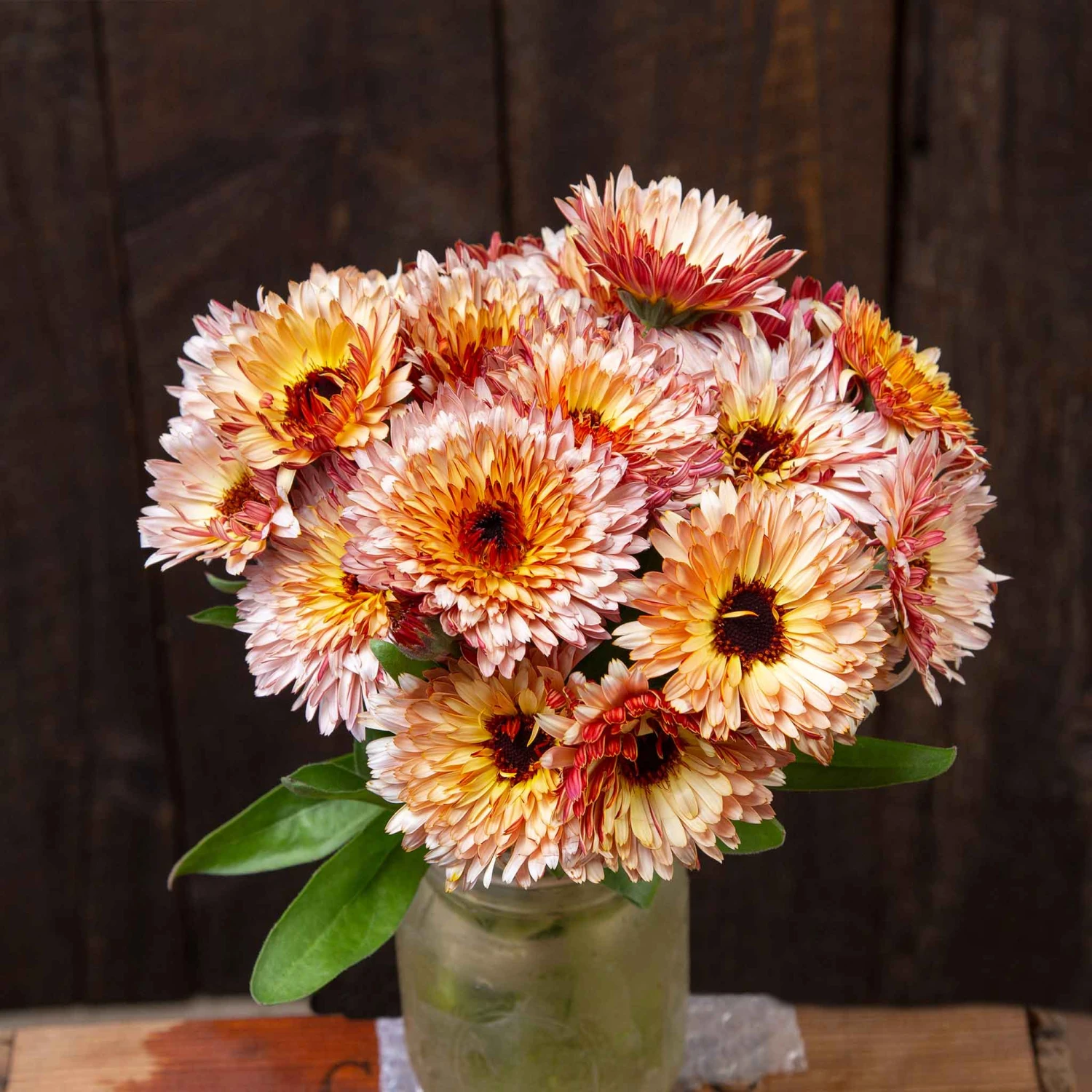 Calendula Seeds (Organic) - Strawberry Blonde 1 Calendula Seeds (Organic) - Strawberry Blonde