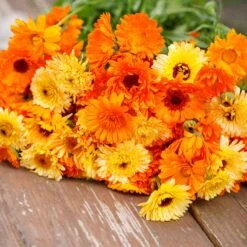Calendula Seeds - Pacific Beauty Mix -Eden Brothers Shop calendula pacific beauty mix mac 3