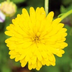 Calendula Seeds - Pacific Beauty Yellow