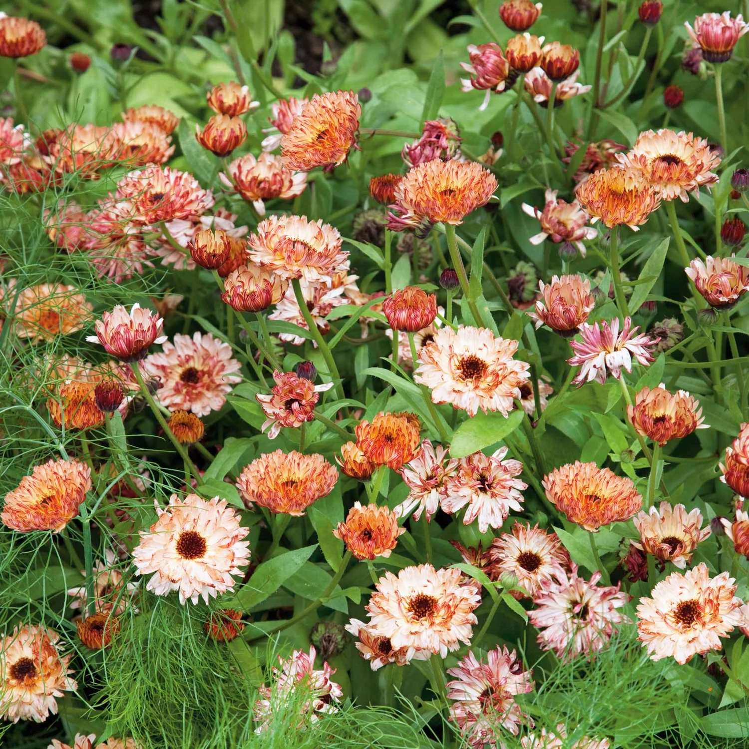 Calendula Seeds - Sunset Buff 2 Calendula Seeds - Sunset Buff - Image 2