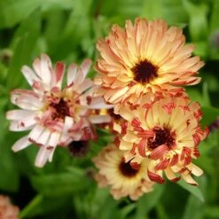 Calendula Seeds - Sunset Buff