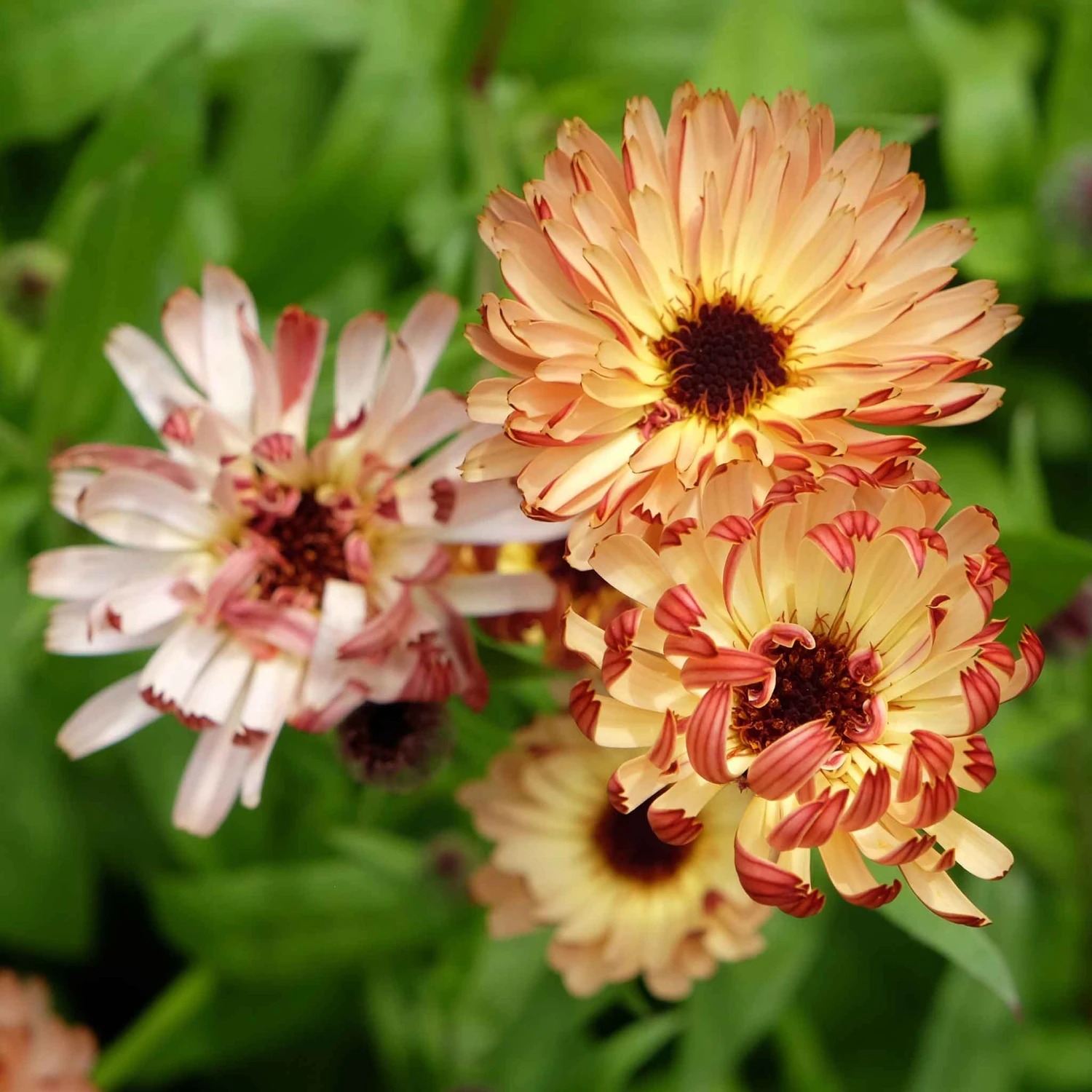 Calendula Seeds - Sunset Buff 1 Calendula Seeds - Sunset Buff