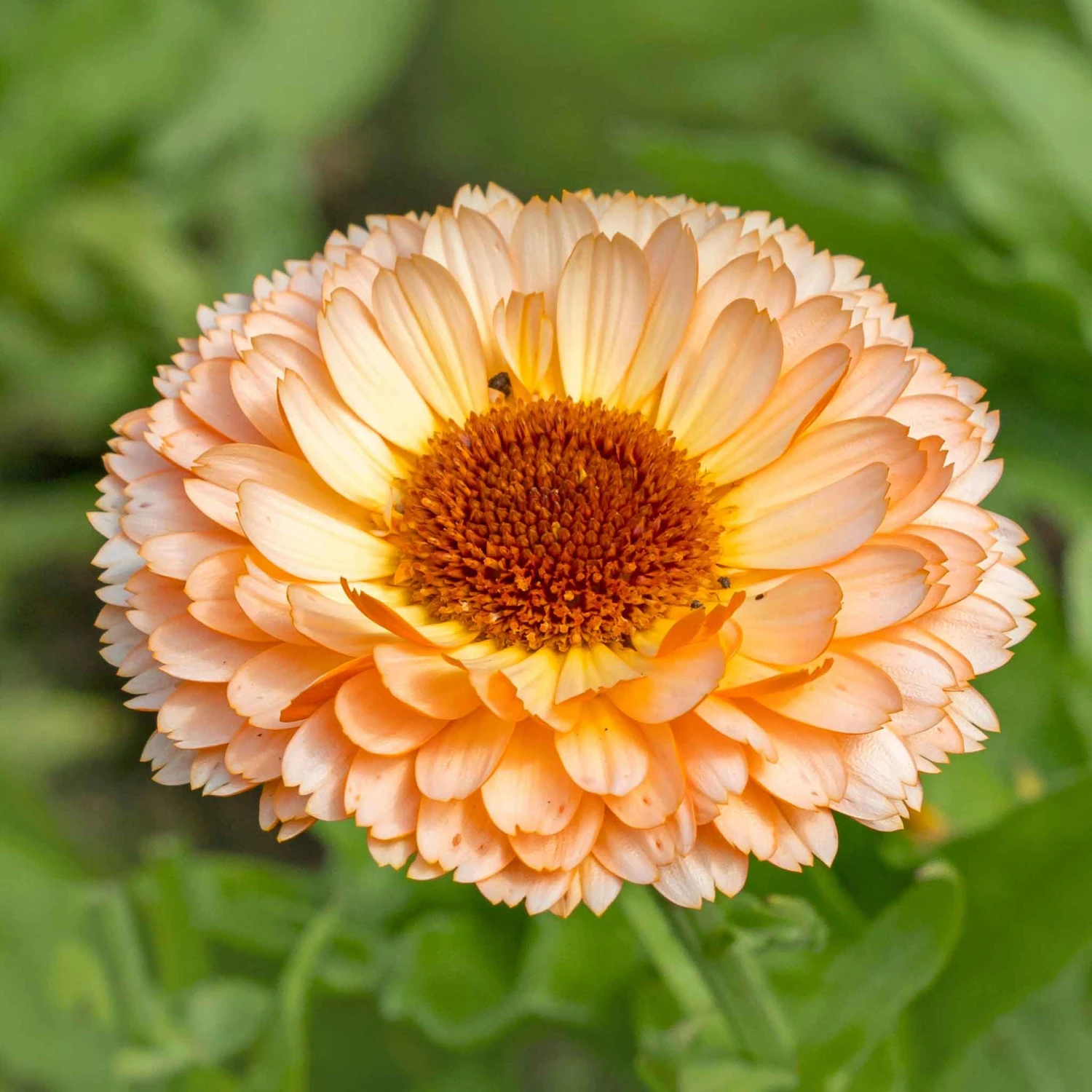 Calendula Seeds - Sunset Buff 3 Calendula Seeds - Sunset Buff - Image 3
