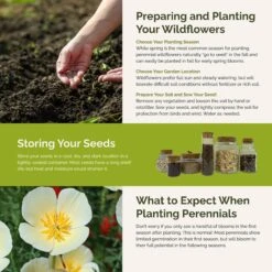 California Poppy Flower Seed Mix - Vibrant 4-Variety Colorful Blend 7 California Poppy Flower Seed Mix - Vibrant 4-Variety Colorful Blend -Eden Brothers Shop california dreaming SMISP111 st5