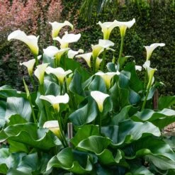 White Calla Lily Bulbs - Aethiopica Premium Perennial Flowers for Gardens