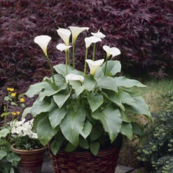 White Calla Lily Bulbs - Aethiopica Premium Perennial Flowers for Gardens -Eden Brothers Shop calla lily aethiopica vis 3