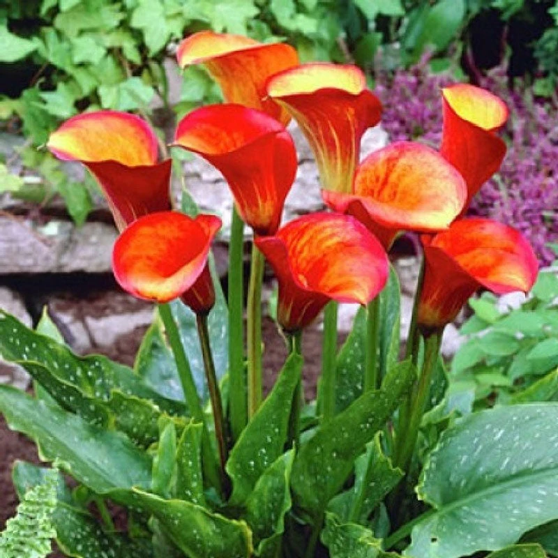 Flame Calla Lily Bulbs - Vibrant Red & Orange Perennial Flowers 2 Flame Calla Lily Bulbs - Vibrant Red & Orange Perennial Flowers - Image 2