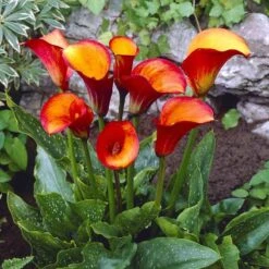 Flame Calla Lily Bulbs - Vibrant Red & Orange Perennial Flowers