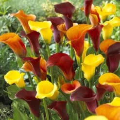 Vibrant Calla Lily Bulbs Hot Mix - Colorful Perennial Garden Flowers