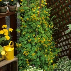 Canary Creeper Climbing Seeds - Fast-Growing Edible Yellow Flowers