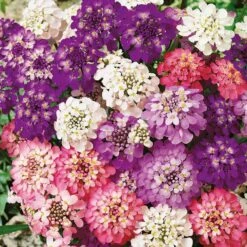 Candytuft Seeds (Dwarf) - Fairy Mix