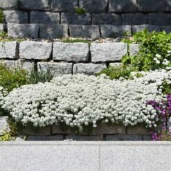 Candytuft Seeds - Snow Flurries