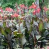 Canna Lily Bulbs Australia - Vibrant Vermillion Tropical Flower