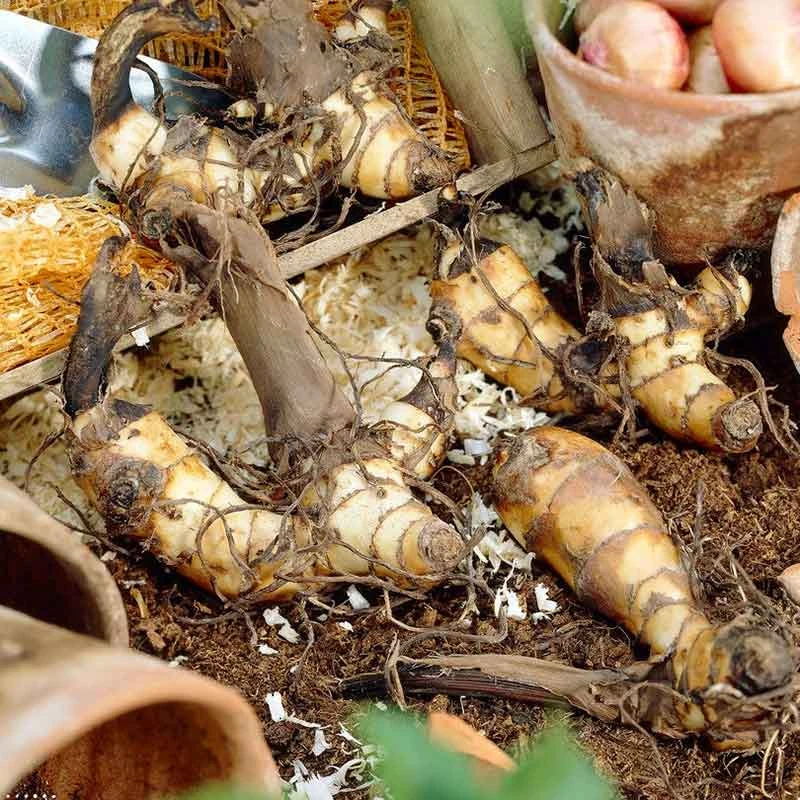 Canna Lily Bulbs Australia - Vibrant Vermillion Tropical Flower 2 Canna Lily Bulbs Australia - Vibrant Vermillion Tropical Flower - Image 2