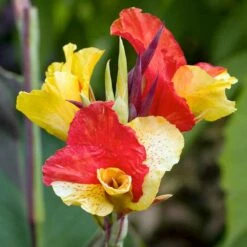 Cleopatra Canna Lily Bulbs - Unique Multi-Colored Perennial Garden Flower