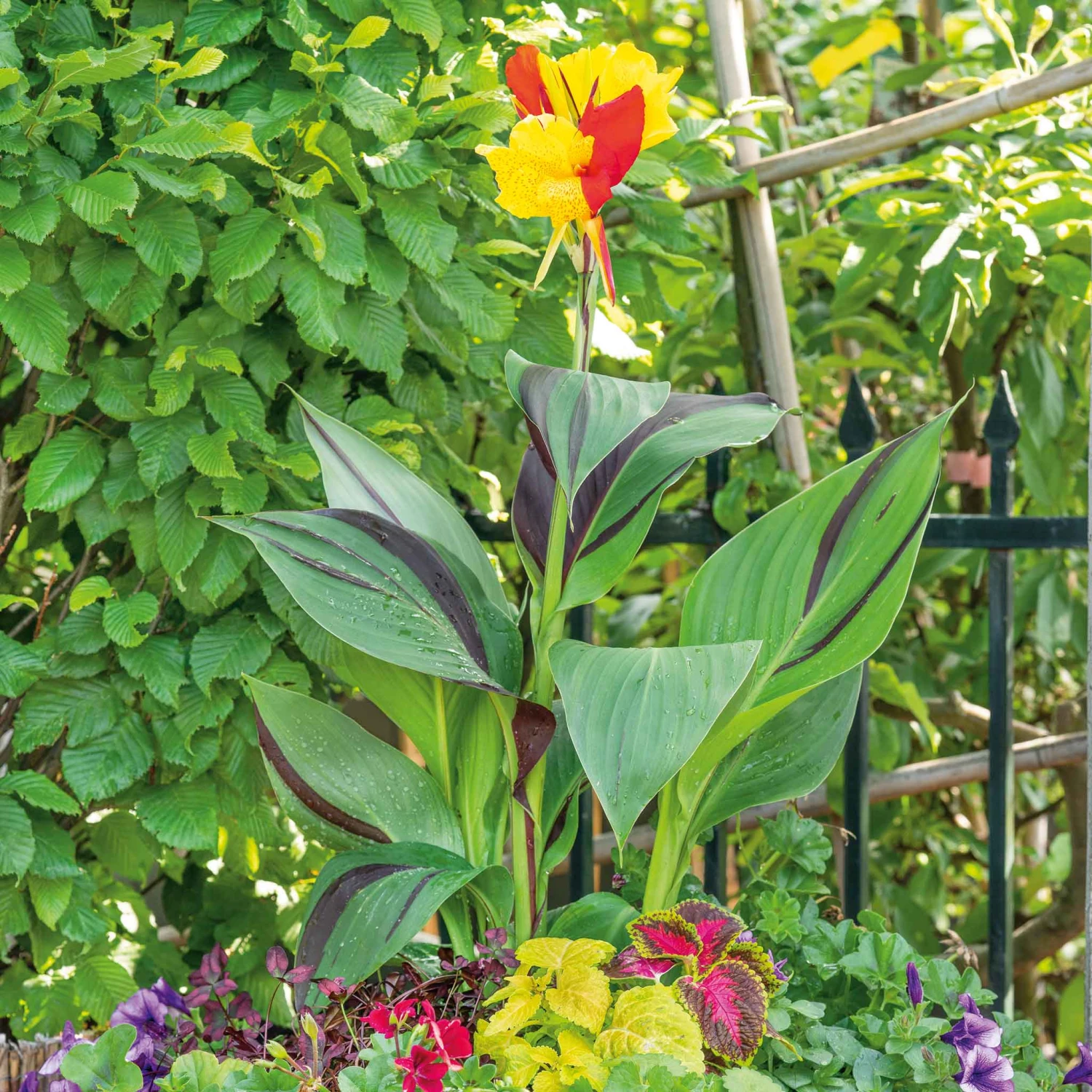 Cleopatra Canna Lily Bulbs - Unique Multi-Colored Perennial Garden Flower 2 Cleopatra Canna Lily Bulbs - Unique Multi-Colored Perennial Garden Flower - Image 2