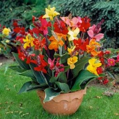 Canna Lily Bulbs - Dwarf Mix