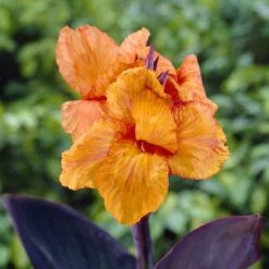 Canna Lily Bulbs - Wyoming Variety with Vibrant Foliage & Orange Blooms