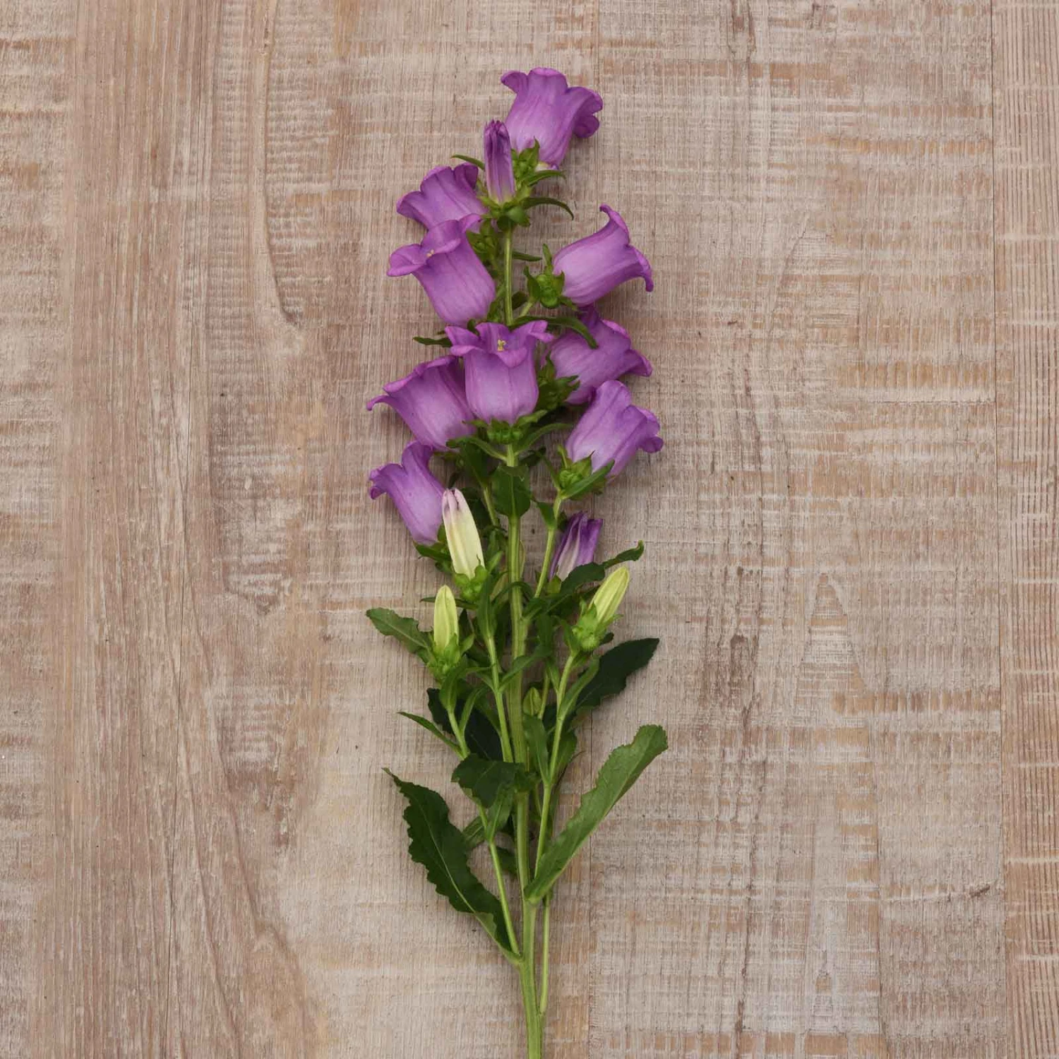 Canterbury Bells Seeds - Campana Lilac Purple Bellflower Seeds 2 Canterbury Bells Seeds - Campana Lilac Purple Bellflower Seeds - Image 2