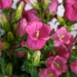 Canterbury Bells Seeds - Champion II Rose Pink Cottage Garden Flowers