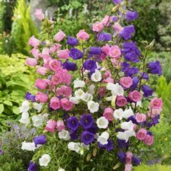 Canterbury Bells Seeds - Mixed