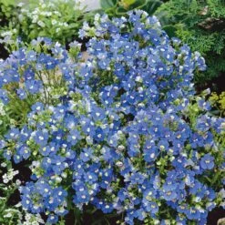 Blue Gem Cape Jewels Nemesia Seeds - Low-Growing Annual Flower