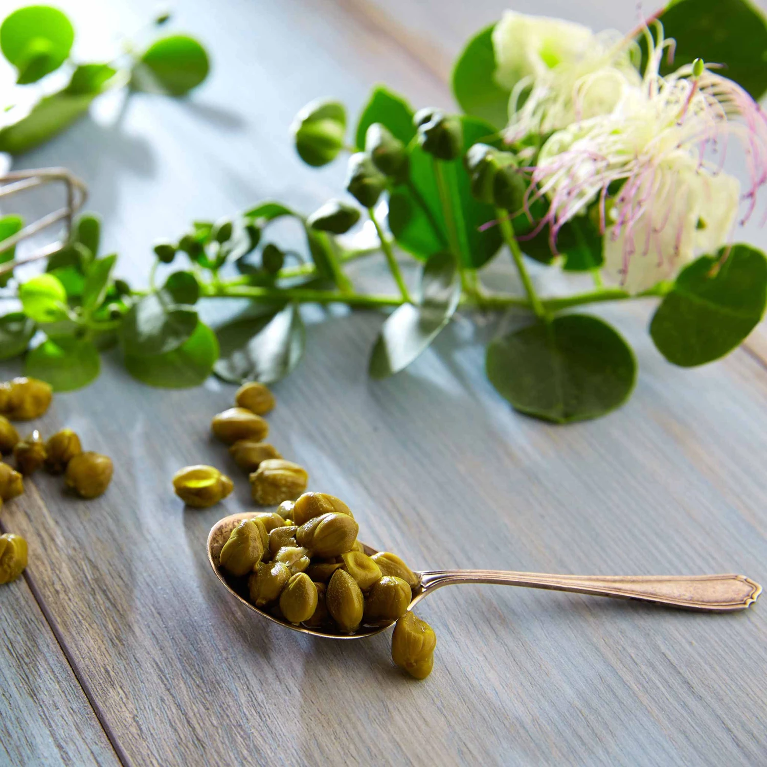 Caper Seeds 2 Caper Seeds - Image 2