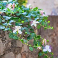 Caper Seeds 6 Caper Seeds -Eden Brothers Shop caper shk 4