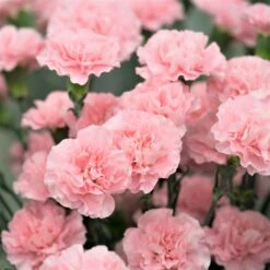 Carnation Seeds - La France -Eden Brothers Shop carnation la france shk 3 c9113222 5fa1 4e48 8ca6 4ee0b3450421