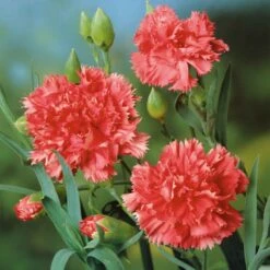 Carnation Seeds - Orange Sherbet