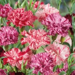 Carnation Seeds - Picotee Mix
