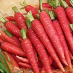 Atomic Red Carrot Seeds - Heirloom Non-GMO Red Garden Carrots