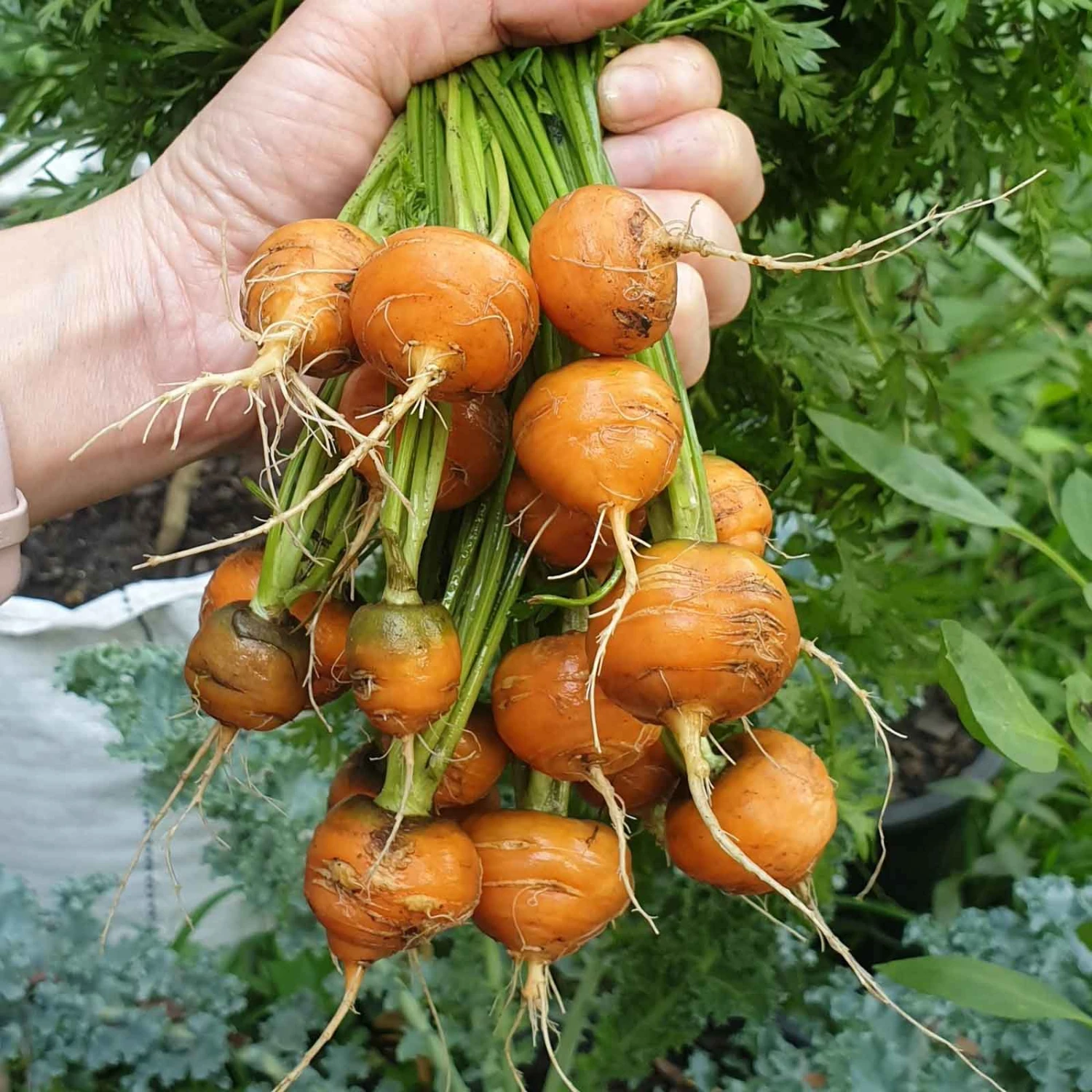 Parisian Market Heirloom Carrot Seeds - Round Gourmet Garden Seeds 1 Parisian Market Heirloom Carrot Seeds - Round Gourmet Garden Seeds