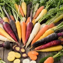 Carrot Seeds - Rainbow Blend