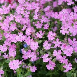 Nodding Catchfly Seeds