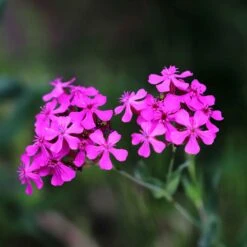 Catchfly Seeds -Eden Brothers Shop catchfly shk 3