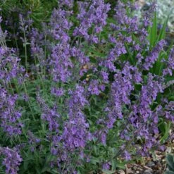 Catmint Seeds - Blue