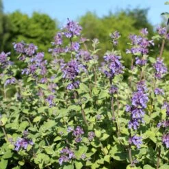 Catnip Seeds - Lemon